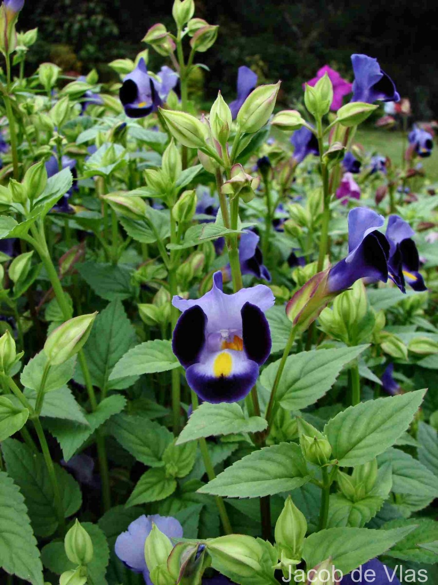Torenia fournieri Linden ex E.Fourn.